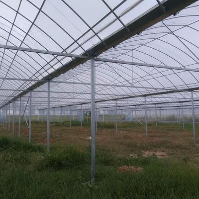 齊帝薄膜連棟大棚 現代農業科技下的有機果蔬種植典范