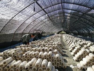 全力打造“產業新城、品質白云”系列報道之一 構建綠色健康新標桿——白云區食用農產品產業高質量發展觀察